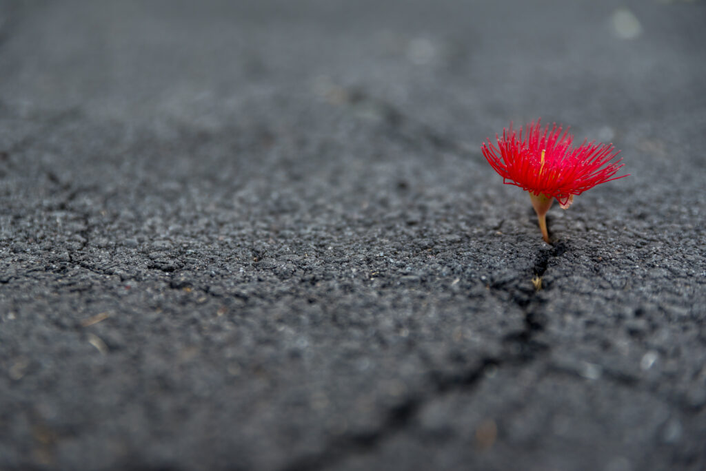 Beautiful,Resilient,Flower,Growing,Out,Of,Crack,In,Ground Achtsamkeitstraining