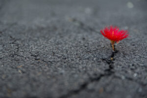 Beautiful,Resilient,Flower,Growing,Out,Of,Crack,In,Ground Achtsamkeitstraining