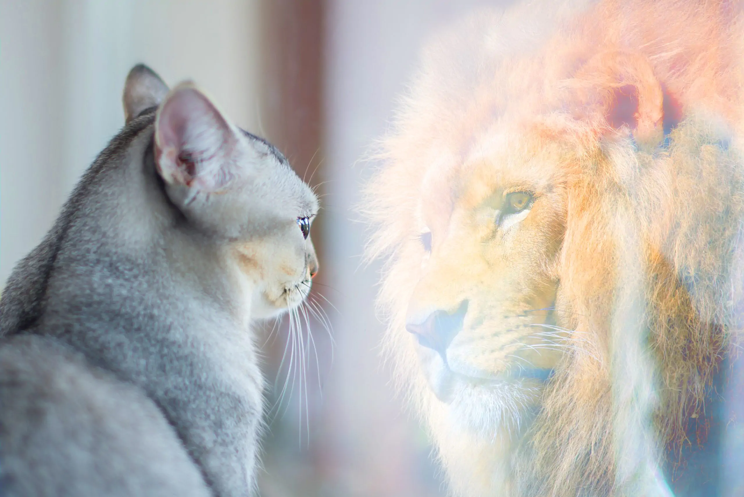 Agile Führung, Cat,Looking,At,Mirror,And,Sees,Itself,As,A,Lion.